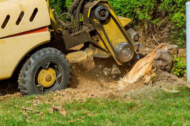 The Steps Involved in Our Tree Care Process in Sudley, VA